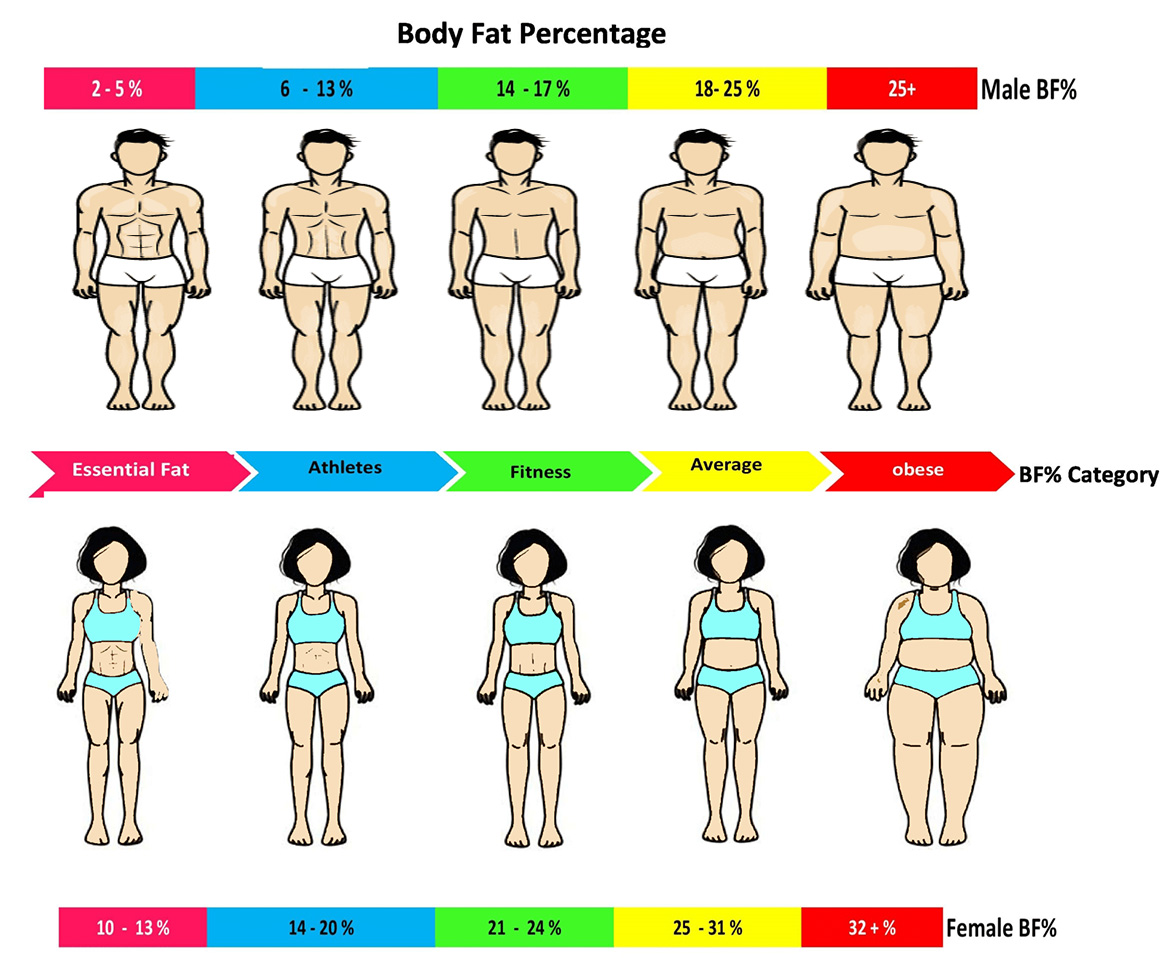 How to Calculate Body Fat Percentage
