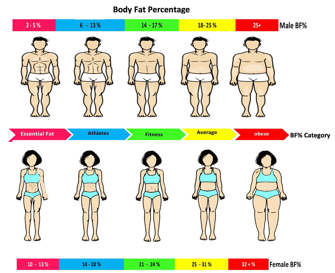 Body Fat Calculator